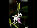 Antelope Orchid